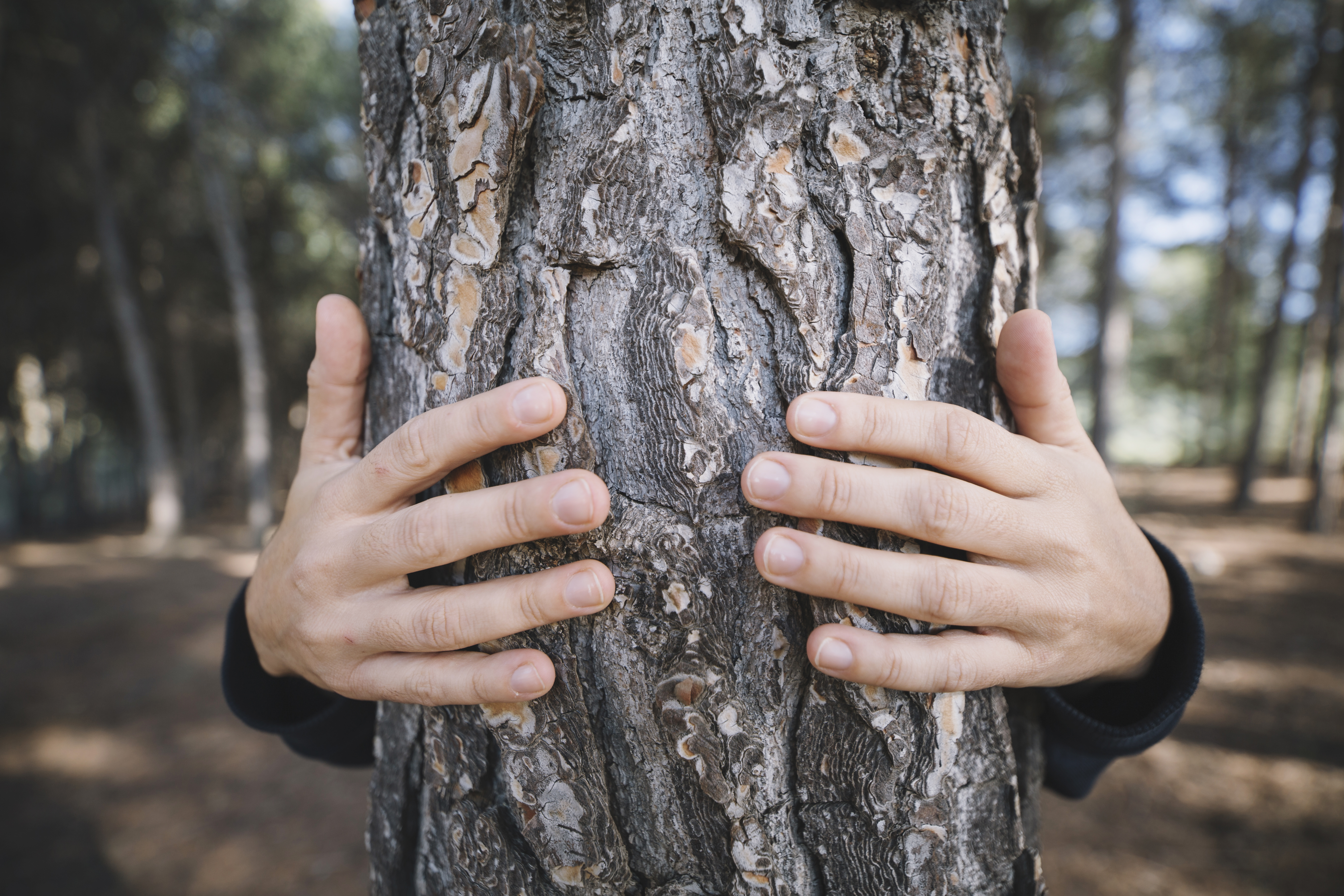 AFB finalement invitée - Alliance Forêt Boréale