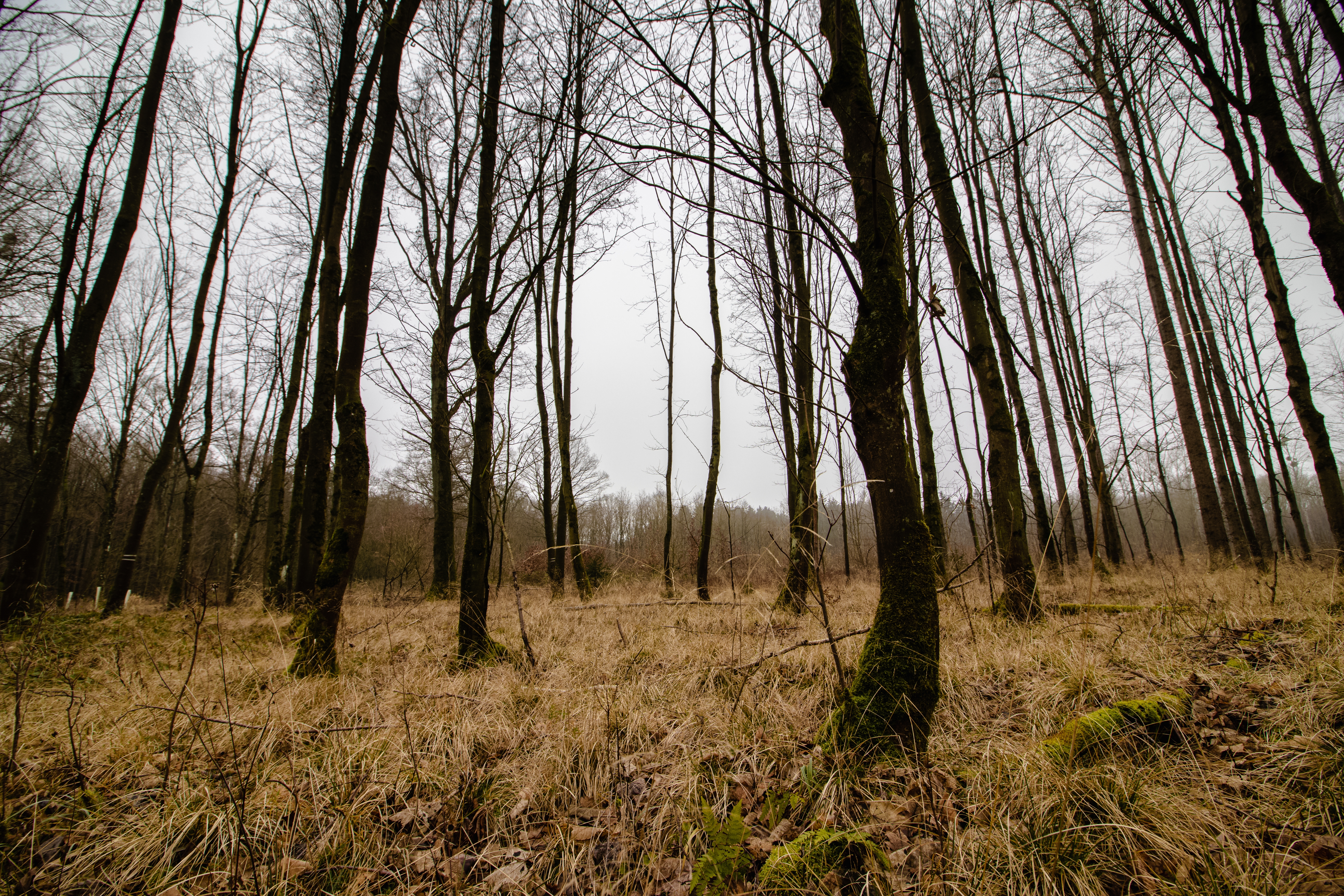 AFB est extrêmement déçue face à son expulsion des consultations particulières - Alliance Forêt Boréale