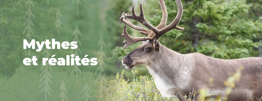 Caribou forestier: mythes et réalités - Alliance Forêt Boréale