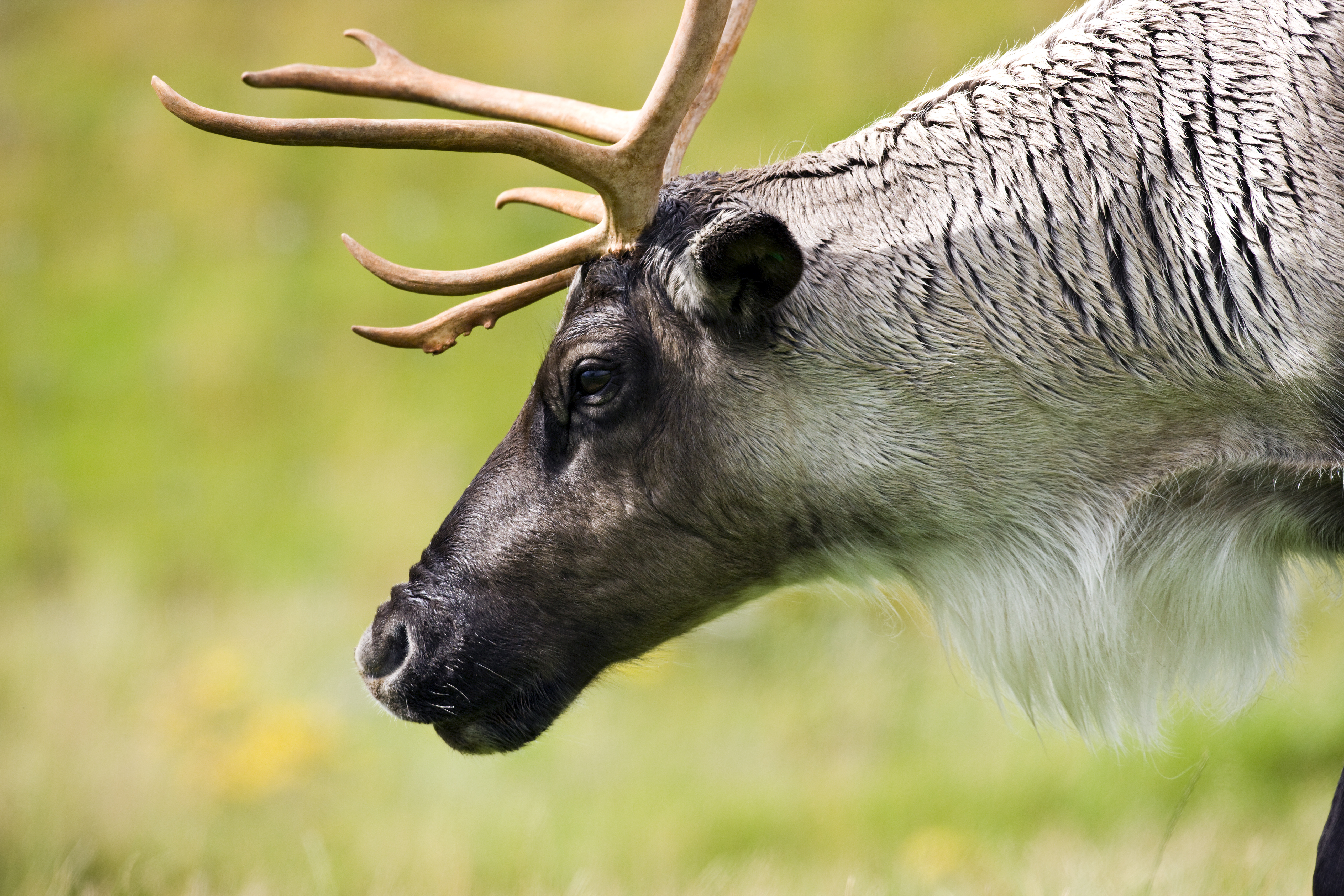 Alliance forêt boréale accueille la stratégie du gouvernement du Québec - Alliance Forêt Boréale