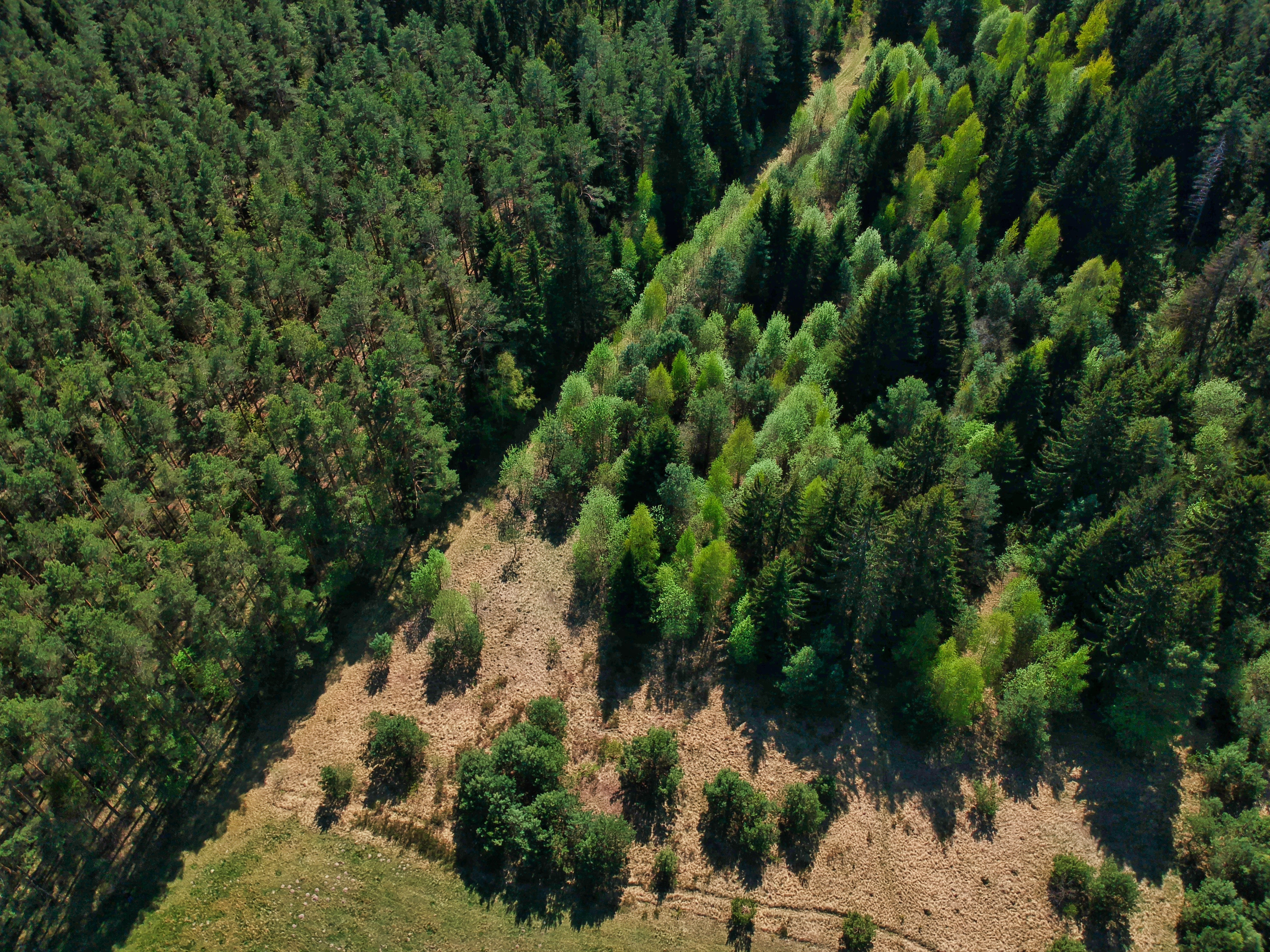 Alliance forêt boréale salue le travail de la ministre - Alliance Forêt Boréale