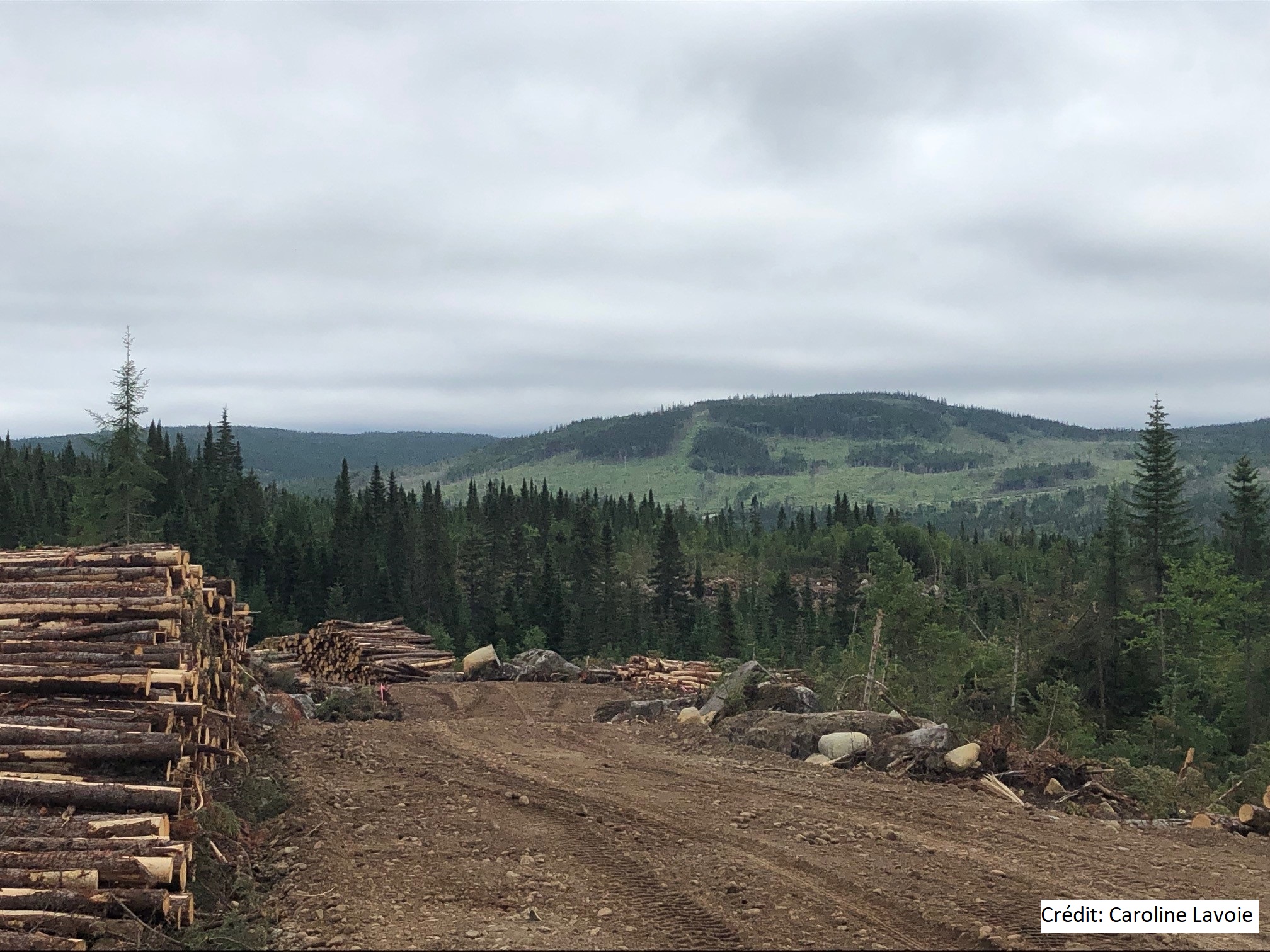 Un renouveau guidé par la réflexion et la consultation - Alliance Forêt Boréale