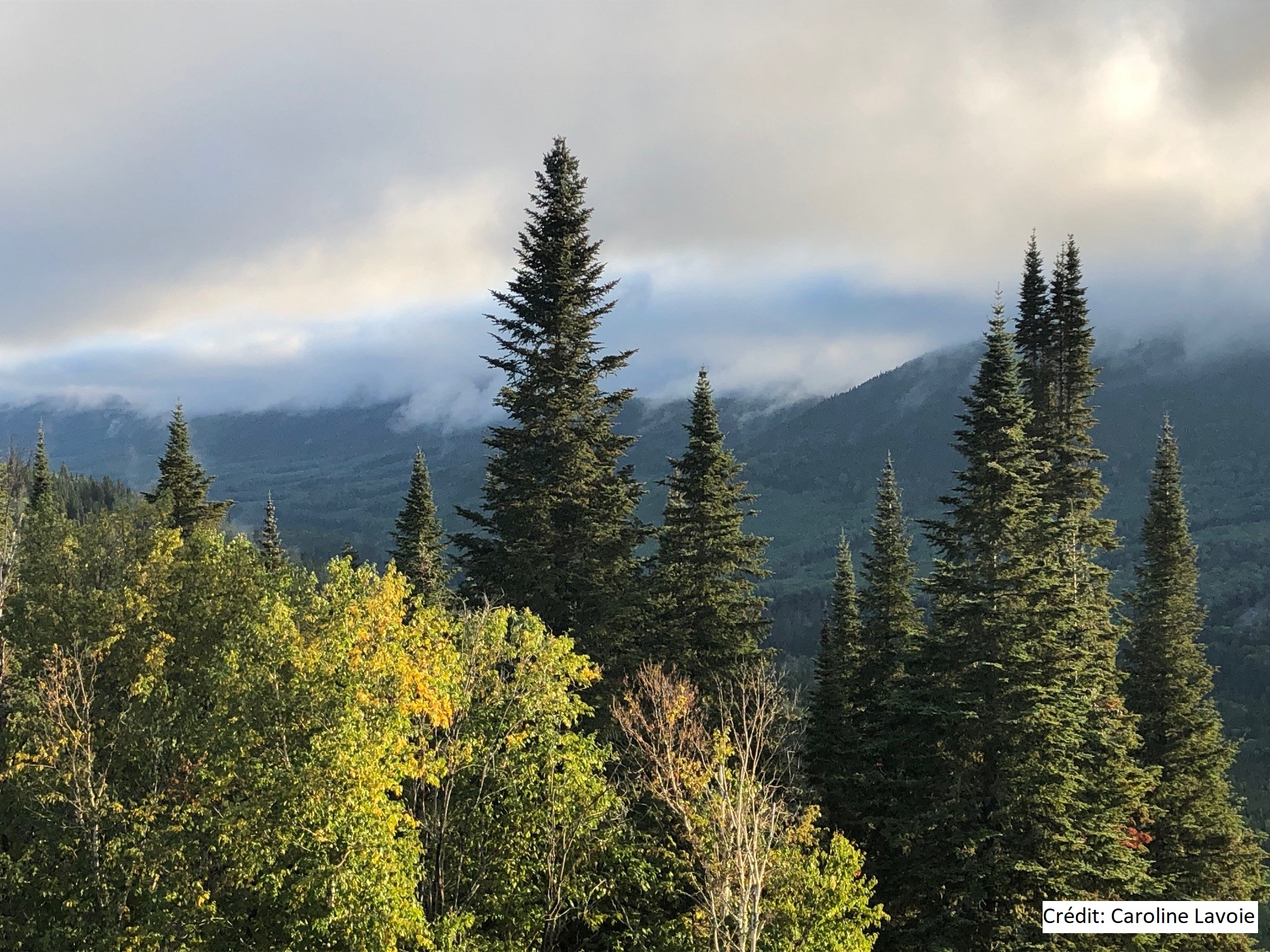 Le gouvernement du Québec reconnaît l'importance du secteur forestier - Alliance Forêt Boréale