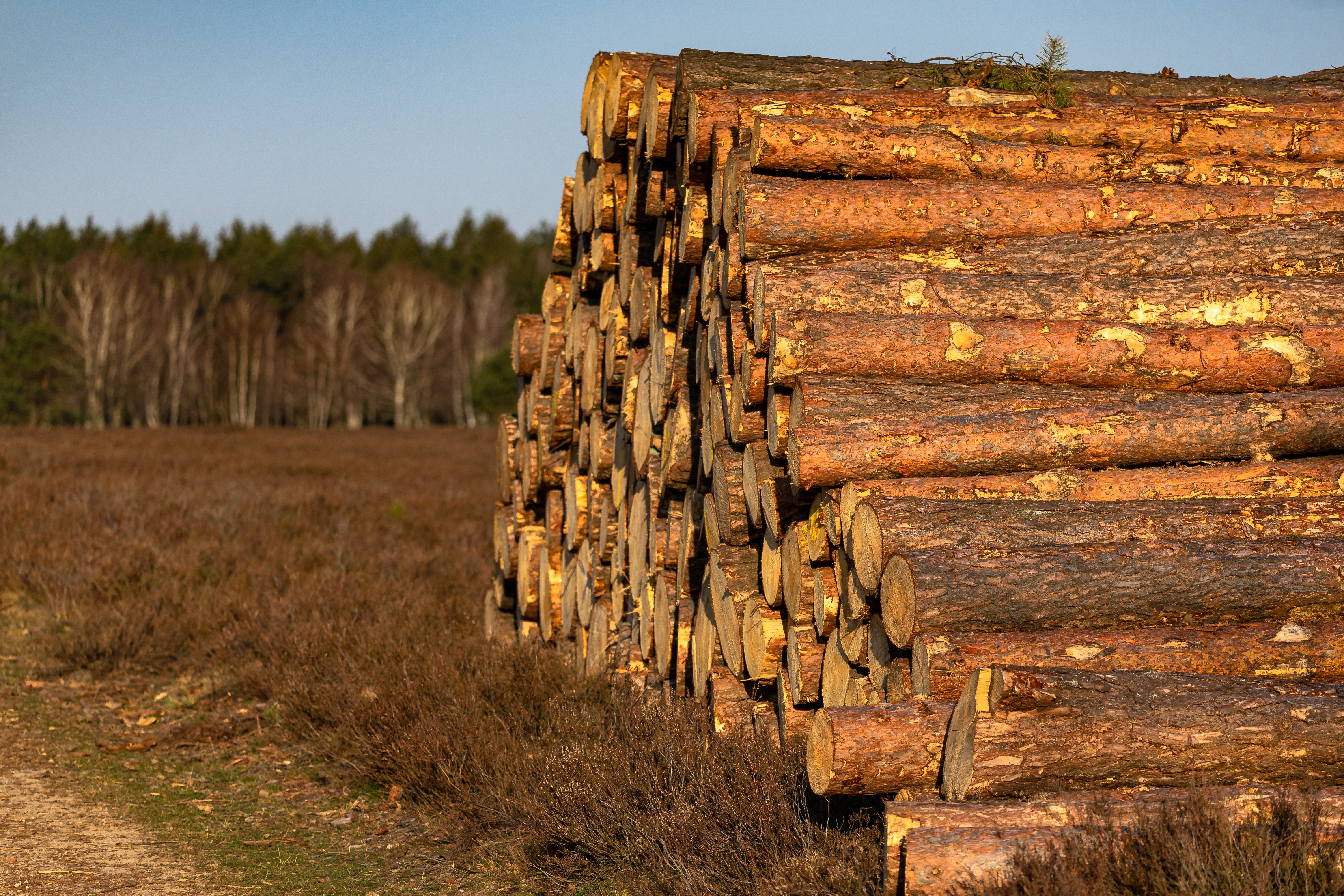 Alliance forêt boréale est très inquiète - Alliance Forêt Boréale