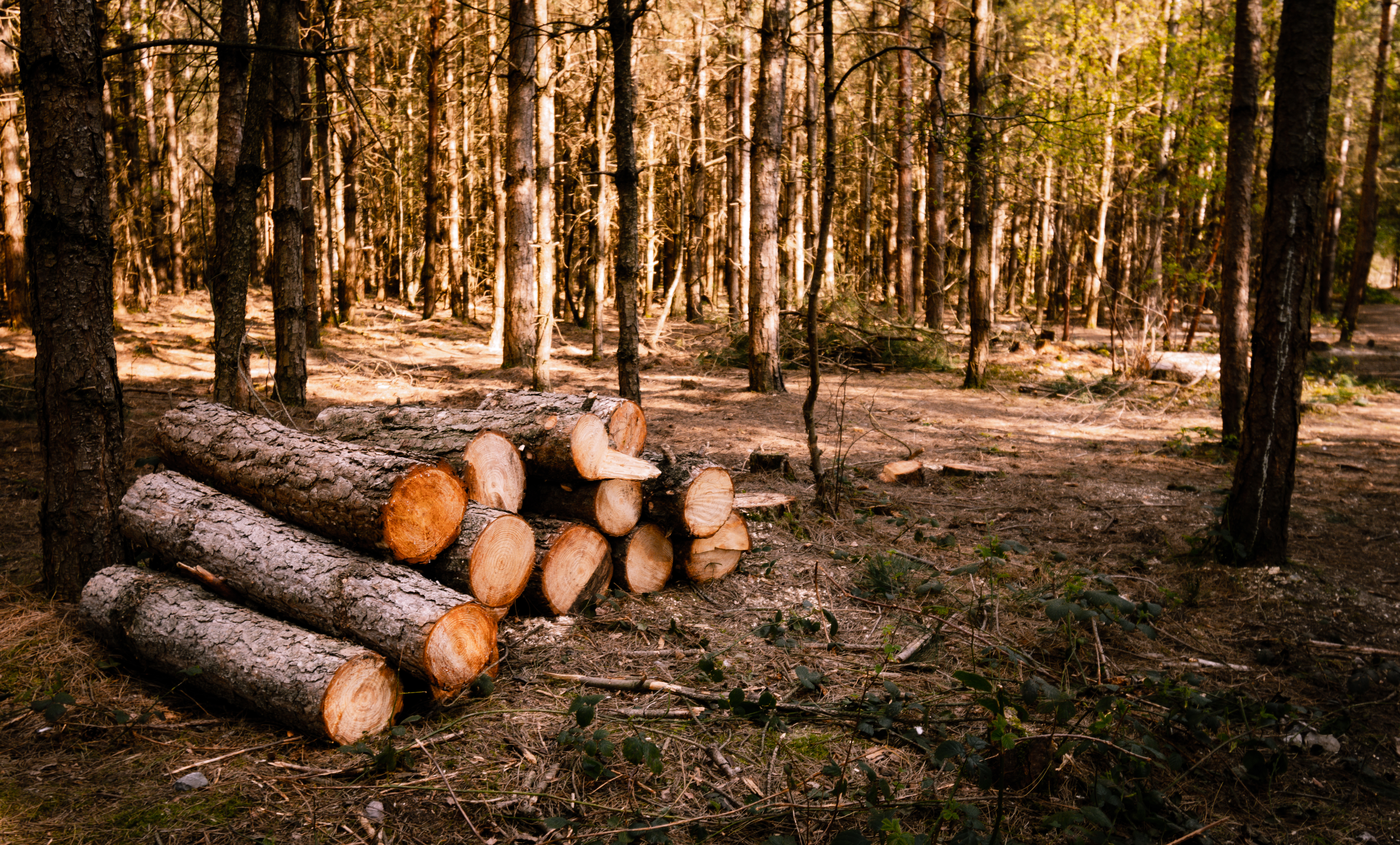 AFB dépose un mémoire et témoigne devant la Commission de l'aménagement du territoire - Alliance Forêt Boréale