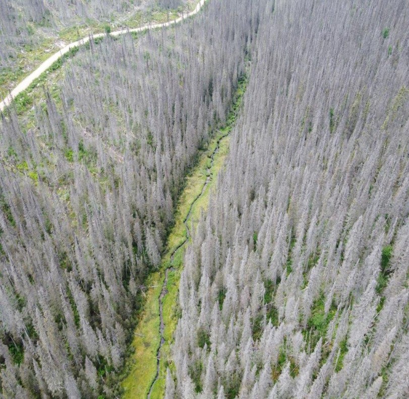 AFB demande au gouvernement du Québec de faire respecter l'injonction - Alliance Forêt Boréale